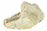 Fossil Oreodont (Merycoidodon) Partial Mandible - South Dakota #270117-1